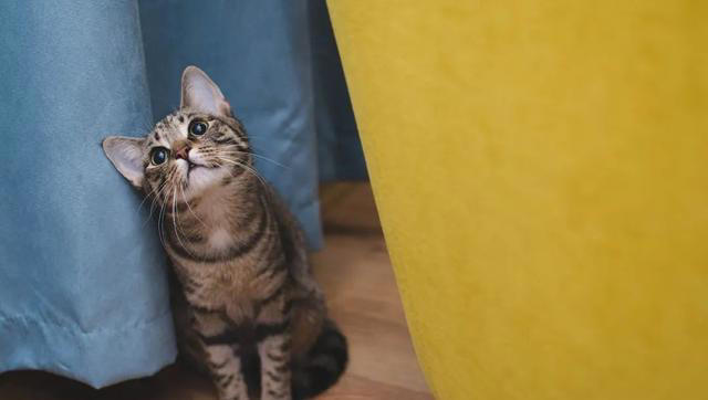 猫咪求饶的十种表现，你家猫咪有过几种？这些表现你都读懂了吗？