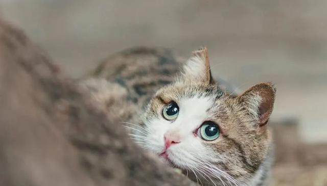 猫咪求饶的十种表现，你家猫咪有过几种？这些表现你都读懂了吗？