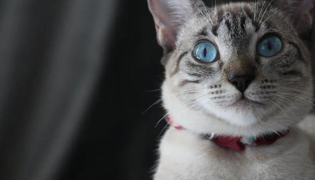 猫咪求饶的十种表现，你家猫咪有过几种？这些表现你都读懂了吗？