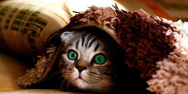 猫咪求饶的十种表现，你家猫咪有过几种？这些表现你都读懂了吗？