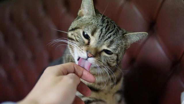 猫咪求饶的十种表现，你家猫咪有过几种？这些表现你都读懂了吗？