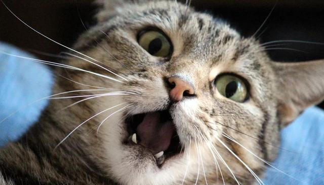 猫咪求饶的十种表现，你家猫咪有过几种？这些表现你都读懂了吗？