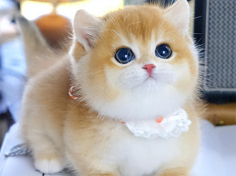 什么猫最受欢迎？5大宠物猫排行榜！