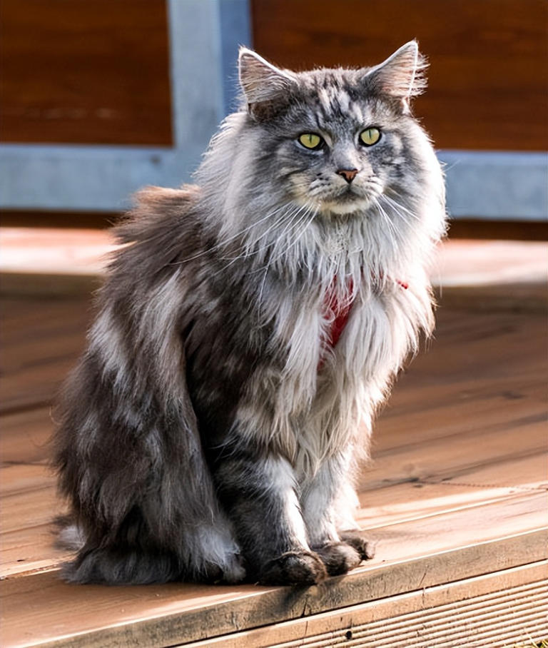 什么猫最受欢迎？5大宠物猫排行榜！