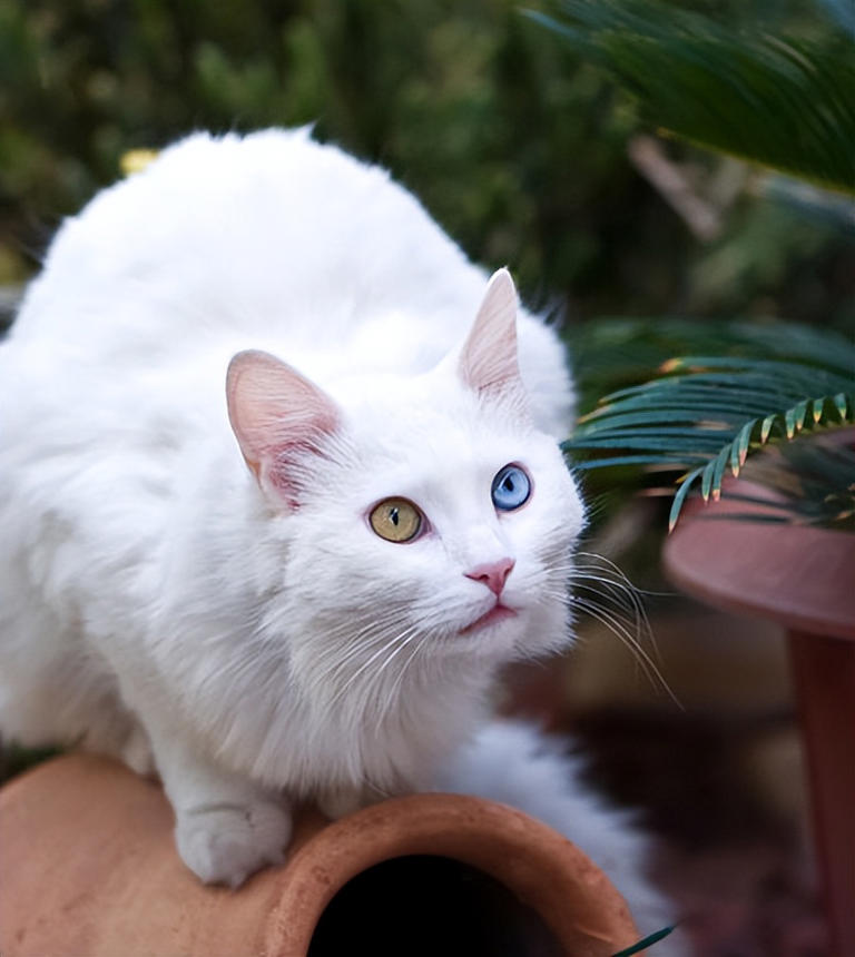 什么猫最受欢迎？5大宠物猫排行榜！