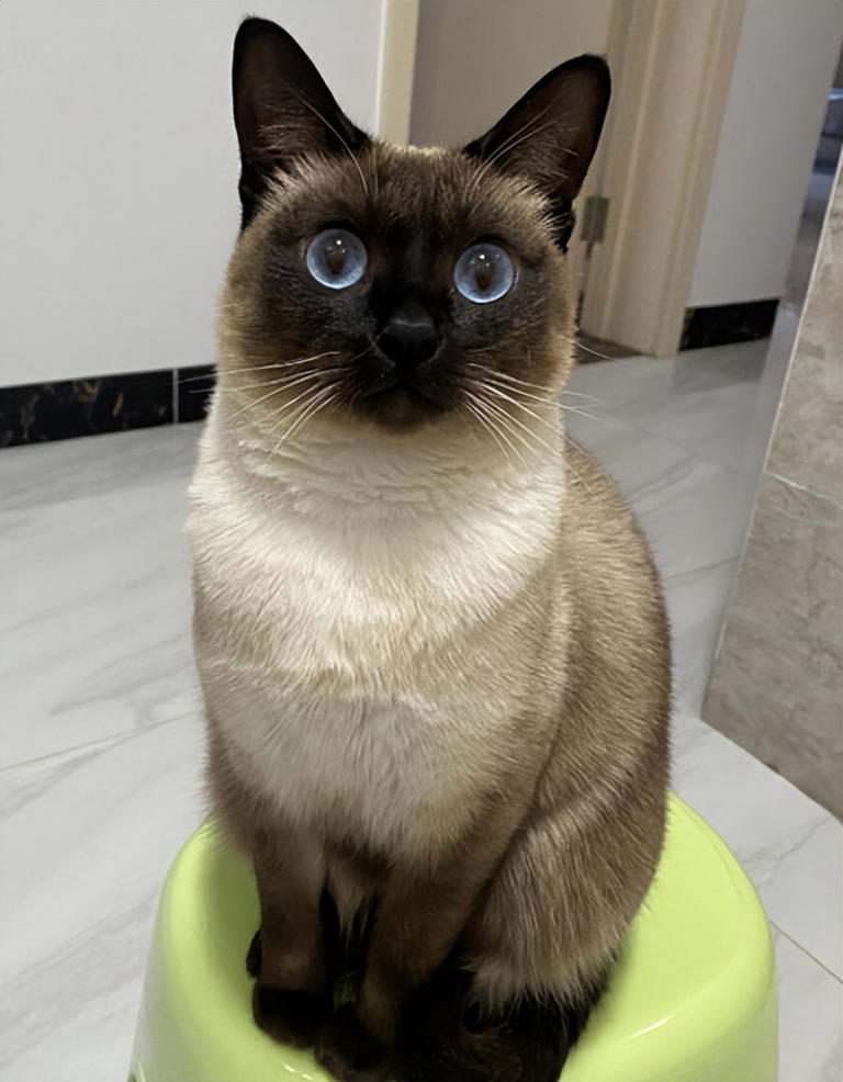 什么猫最受欢迎？5大宠物猫排行榜！