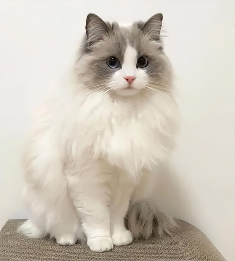 什么猫最受欢迎？5大宠物猫排行榜！