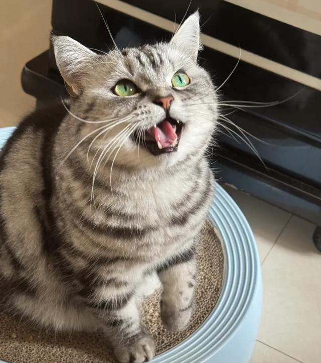 猫咪被你惯坏了的表现，你家猫中了几条？自己的猫宝自己宠！