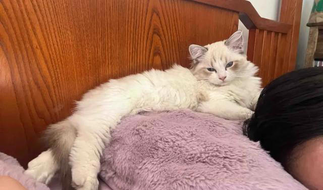 猫咪被你惯坏了的表现，你家猫中了几条？自己的猫宝自己宠！