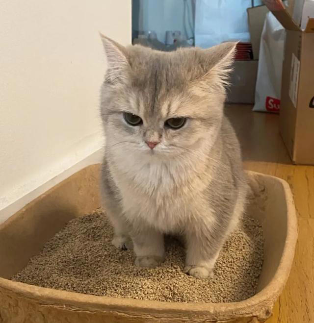 猫咪被你惯坏了的表现，你家猫中了几条？自己的猫宝自己宠！