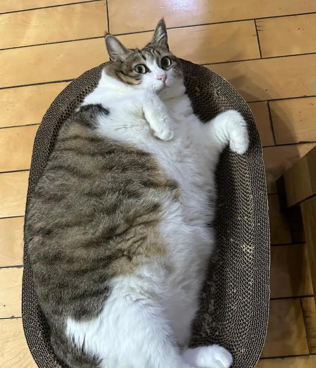 猫咪被你惯坏了的表现，你家猫中了几条？自己的猫宝自己宠！