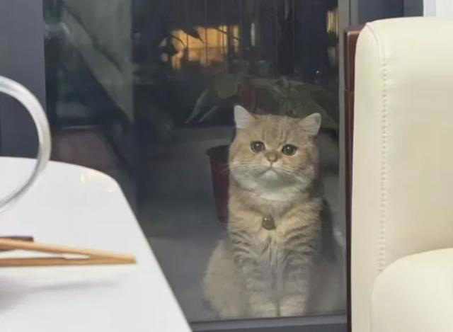 猫咪被你惯坏了的表现，你家猫中了几条？自己的猫宝自己宠！