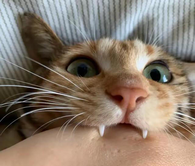 猫咪被你惯坏了的表现，你家猫中了几条？自己的猫宝自己宠！