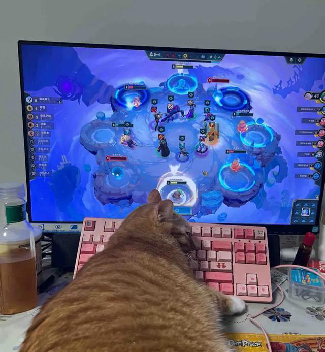 猫咪被你惯坏了的表现，你家猫中了几条？自己的猫宝自己宠！