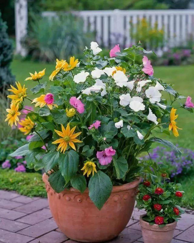 注意了，这7种花每次开完要重剪，否则复花难，小心观花变观叶