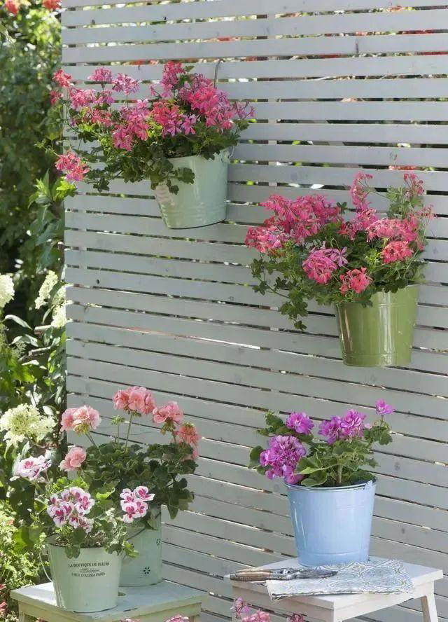 注意了，这7种花每次开完要重剪，否则复花难，小心观花变观叶