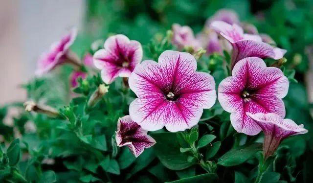 注意了，这7种花每次开完要重剪，否则复花难，小心观花变观叶