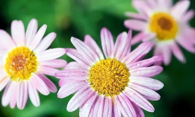 注意了，这7种花每次开完要重剪，否则复花难，小心观花变观叶