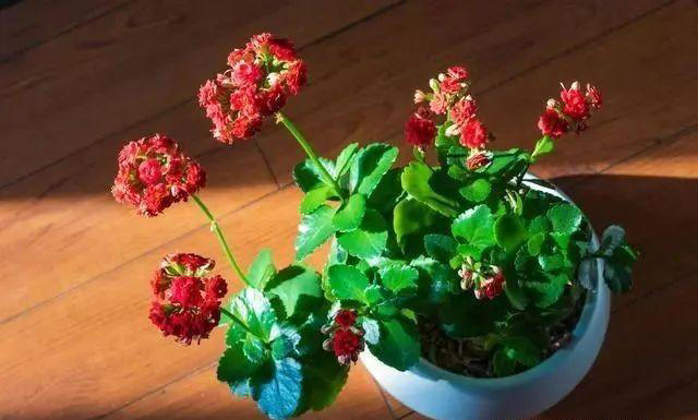 注意了，这7种花每次开完要重剪，否则复花难，小心观花变观叶