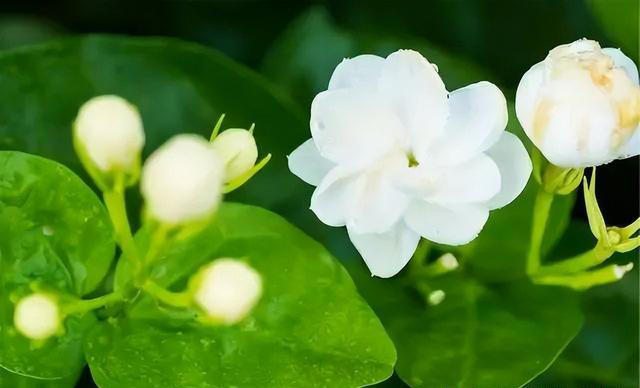 注意了，这7种花每次开完要重剪，否则复花难，小心观花变观叶