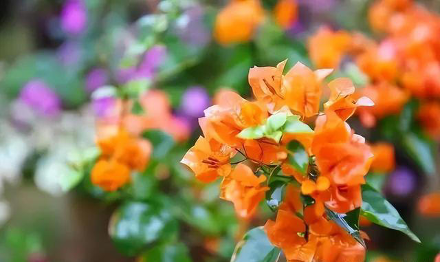 注意了，这7种花每次开完要重剪，否则复花难，小心观花变观叶