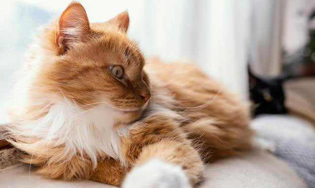 最可爱猫咪排行榜：十大可爱猫咪品种揭晓