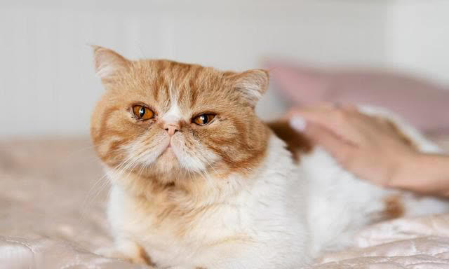 最可爱猫咪排行榜：十大可爱猫咪品种揭晓