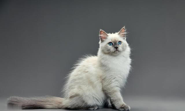 最可爱猫咪排行榜：十大可爱猫咪品种揭晓