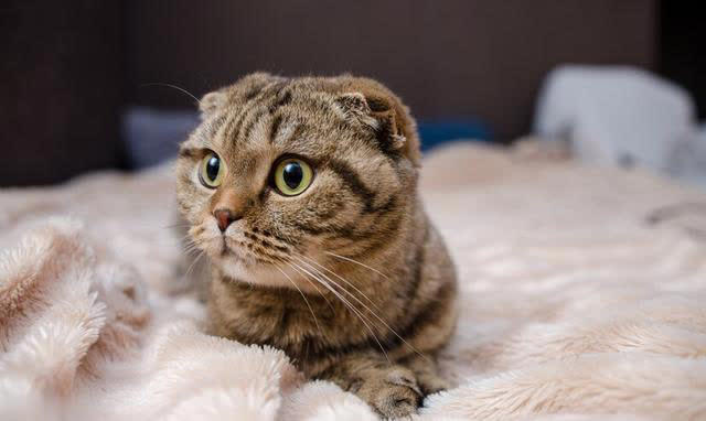 最可爱猫咪排行榜：十大可爱猫咪品种揭晓