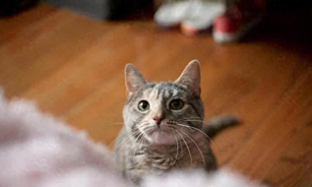 最可爱猫咪排行榜：十大可爱猫咪品种揭晓