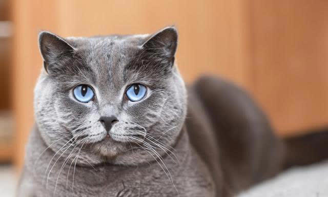 最可爱猫咪排行榜：十大可爱猫咪品种揭晓