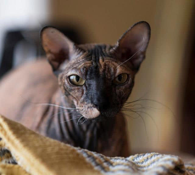 最可爱猫咪排行榜：十大可爱猫咪品种揭晓