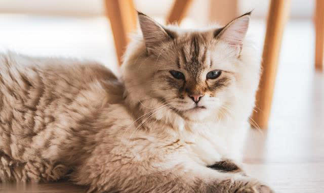 最可爱猫咪排行榜：十大可爱猫咪品种揭晓