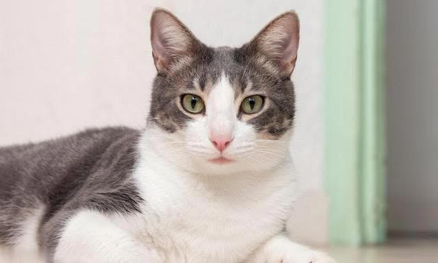 最可爱猫咪排行榜：十大可爱猫咪品种揭晓