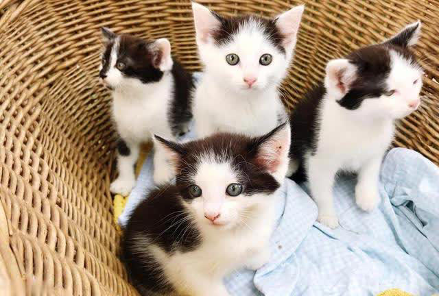 最可爱猫咪排行榜：十大可爱猫咪品种揭晓