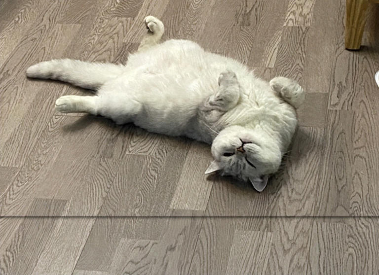 别傻了！猫咪认主不看喂养，这5个细节才是爱你的证明！