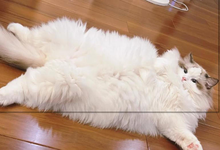 别傻了！猫咪认主不看喂养，这5个细节才是爱你的证明！