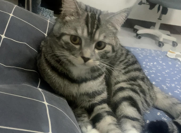 别傻了！猫咪认主不看喂养，这5个细节才是爱你的证明！