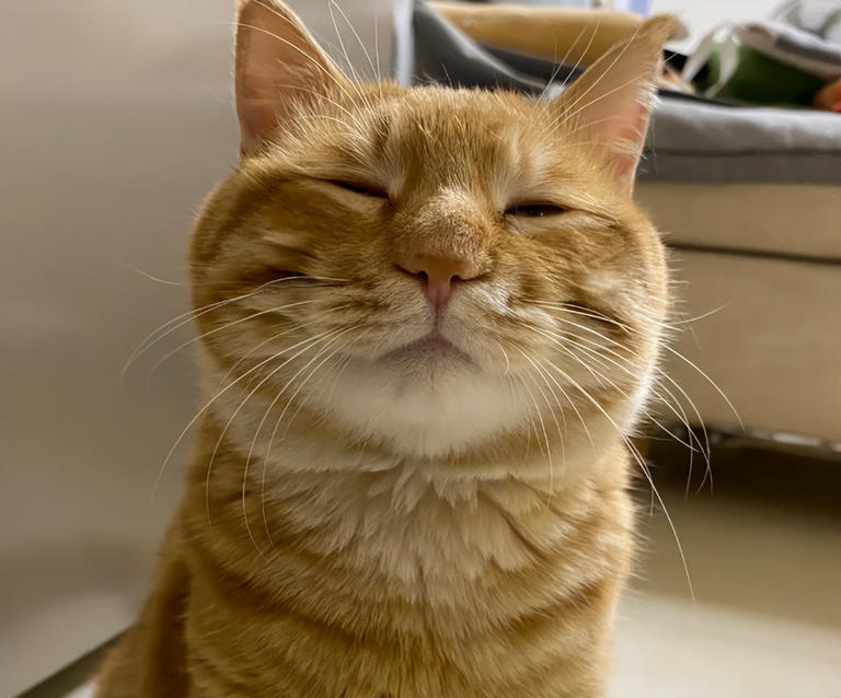 别傻了！猫咪认主不看喂养，这5个细节才是爱你的证明！