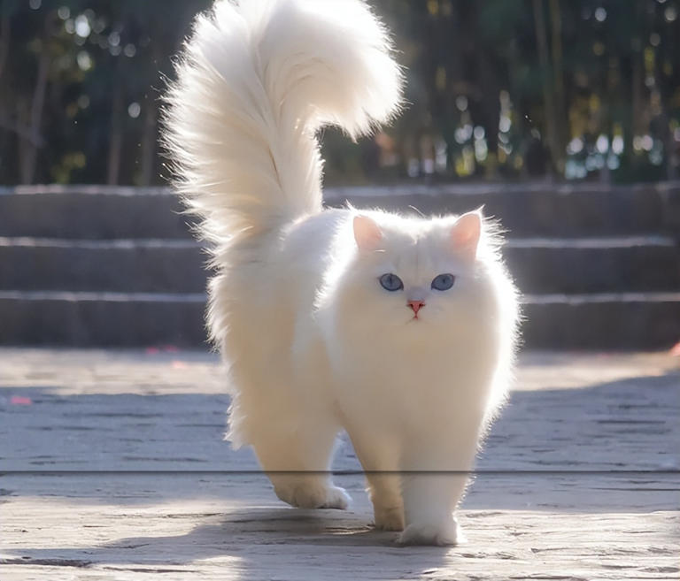 别傻了！猫咪认主不看喂养，这5个细节才是爱你的证明！