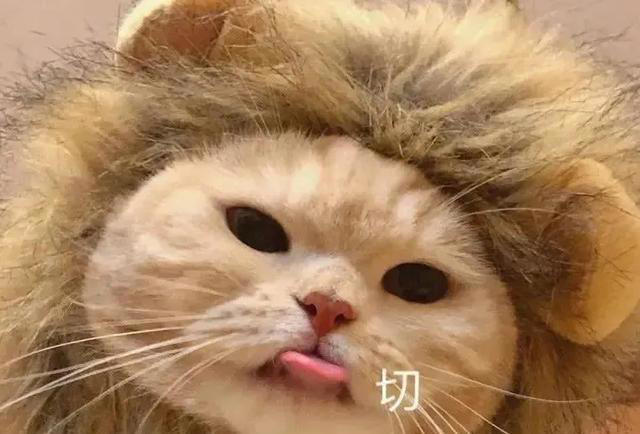 养猫以后才知道的10件事，猫奴们，你们都经历过吗？