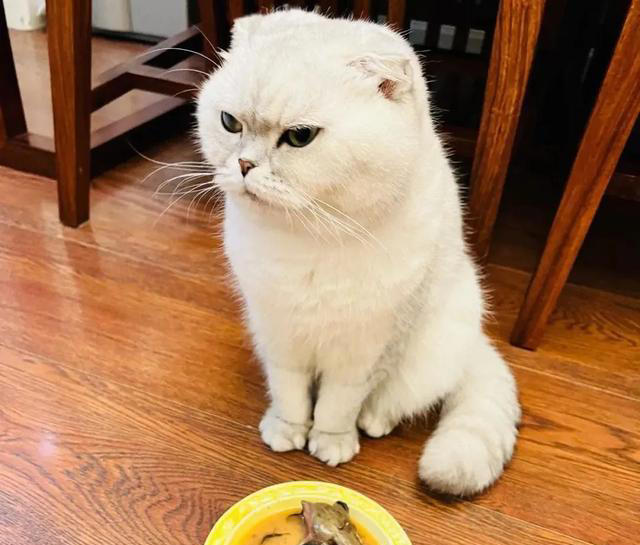 养猫以后才知道的10件事，猫奴们，你们都经历过吗？