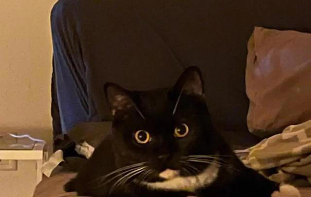 养猫以后才知道的10件事，猫奴们，你们都经历过吗？