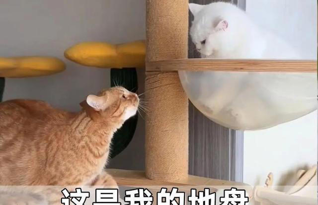 养猫以后才知道的10件事，猫奴们，你们都经历过吗？