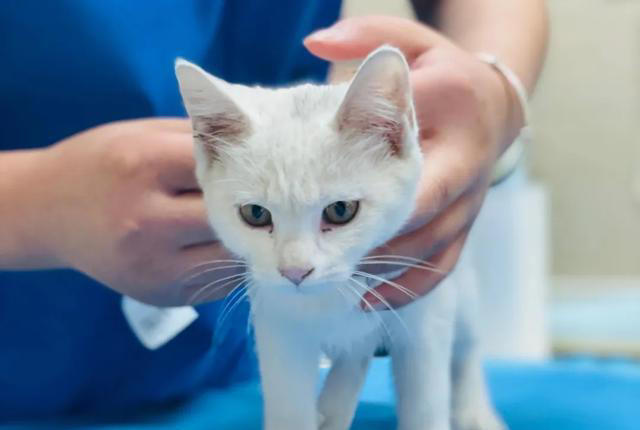 养猫以后才知道的10件事，猫奴们，你们都经历过吗？