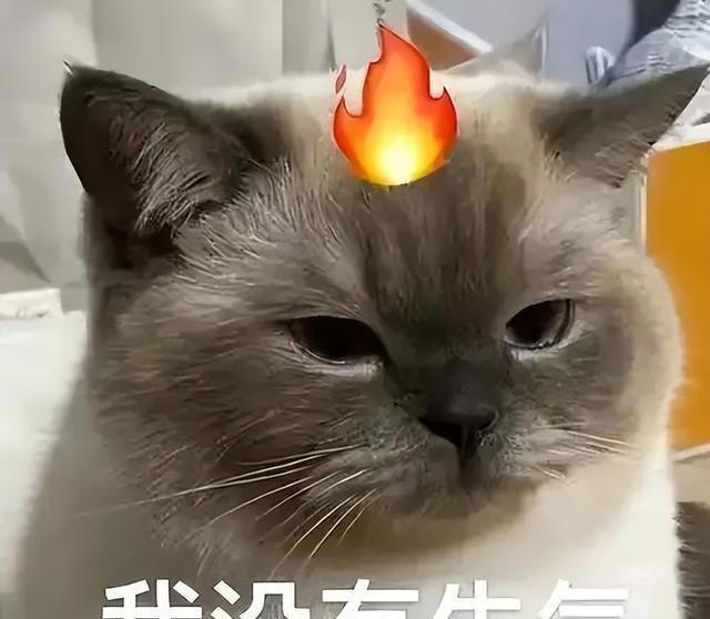 养猫以后才知道的10件事，猫奴们，你们都经历过吗？