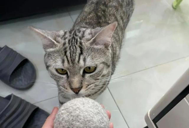 养猫以后才知道的10件事，猫奴们，你们都经历过吗？