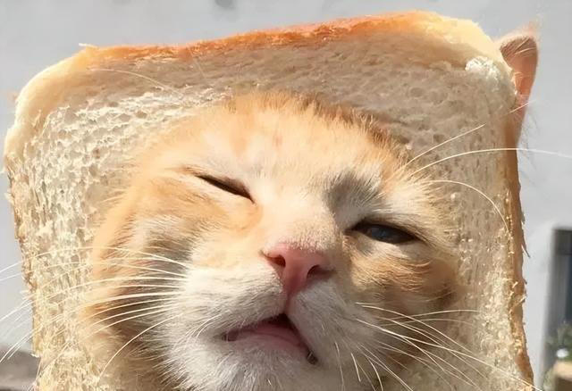 养猫以后才知道的10件事，猫奴们，你们都经历过吗？