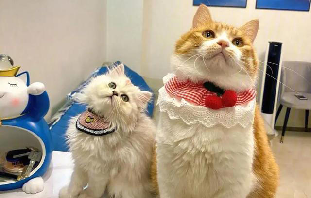 养猫以后才知道的10件事，猫奴们，你们都经历过吗？