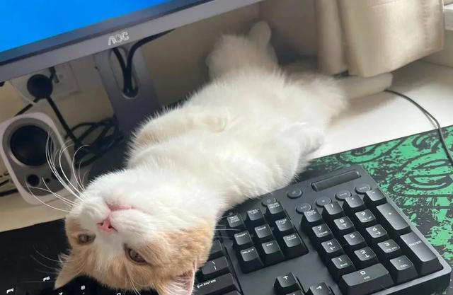 养猫以后才知道的10件事，猫奴们，你们都经历过吗？